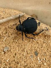 Prionotheca coronata