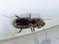 Notiophilus rufipes