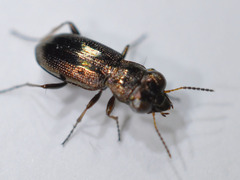 Notiophilus rufipes