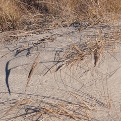 Ammophila breviligulata