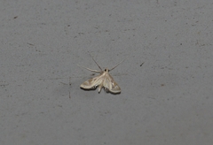Eoophyla