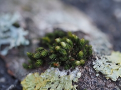 Orthotrichum schimperi