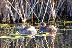 Tachybaptus ruficollis