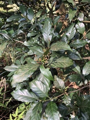 Aidia cochinchinensis