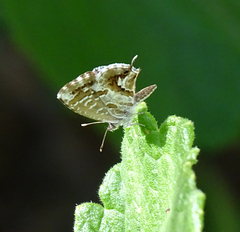 Cacyreus marshalli
