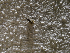 Odiellus troguloides