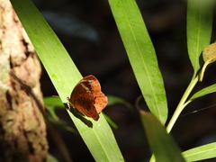 Taxila haquinus
