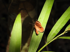Taxila haquinus