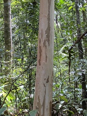 Terminalia mameluco