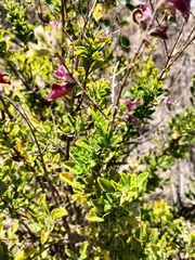 Salvia chamelaeagnea
