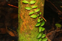 Psychotria polycarpa