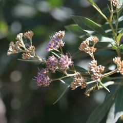 Tessaria integrifolia