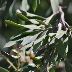 Tessaria integrifolia