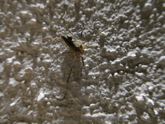 Odiellus troguloides