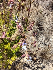 Salvia chamelaeagnea