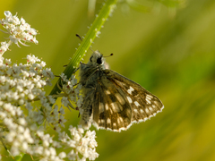 Muschampia tessellum
