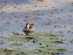 Nettapus coromandelianus
