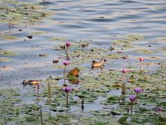 Nettapus coromandelianus