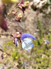 Salvia chamelaeagnea