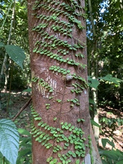 Psychotria serpens