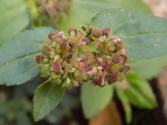 Euphorbia ophthalmica