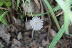 Setulosi
