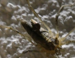 Odiellus troguloides