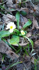 Primula vulgaris