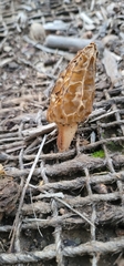Morchella rufobrunnea