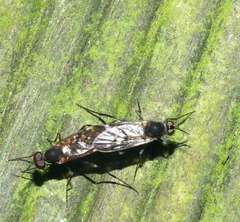 Anisopodidae