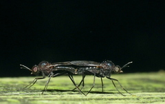 Anisopodidae