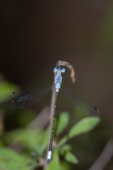 Lestes sigma