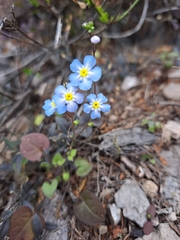 Mimophytum alienoides