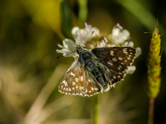 Muschampia tessellum