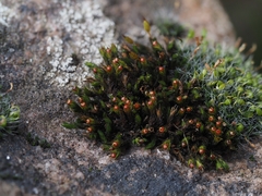 Schistidium apocarpum