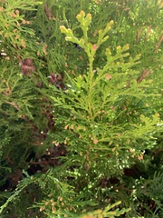 Platycladus orientalis