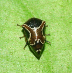 Horiola picta