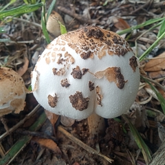Chlorophyllum