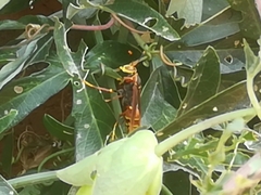 Polistes buyssoni