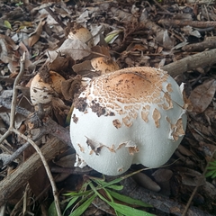 Chlorophyllum