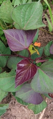 Ipomoea batatas batatas