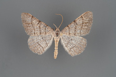 Digrammia muscariata