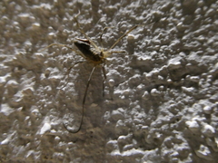 Odiellus troguloides