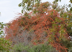 Combretum microphyllum