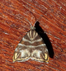 Anthophila cinctipes