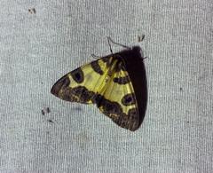 Pantherodes pardalaria