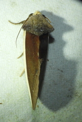 Gonodonta pyrgo