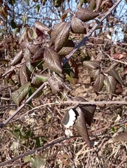 Rubus ulmifolius