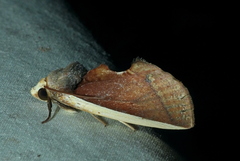 Gonodonta pyrgo