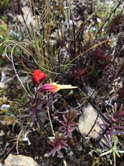 Castilleja talamancensis